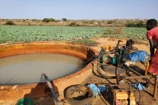 Agriculture dans la vallee du fleuve Senegal